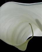 CALA LILLY PETAL-MCOVENEY-3238